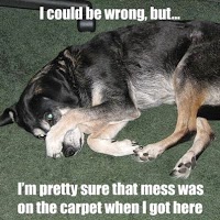 All Dry Carpet Cleaning 1053136 Image 4